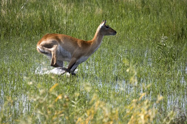 Red lechwe