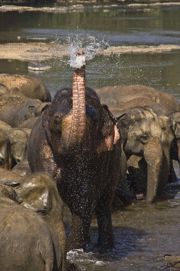 Asian elephant