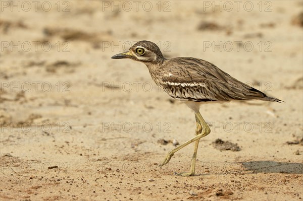 Indian indian stone-curlew