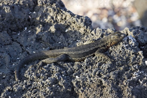 Tropidurus albemarlensis