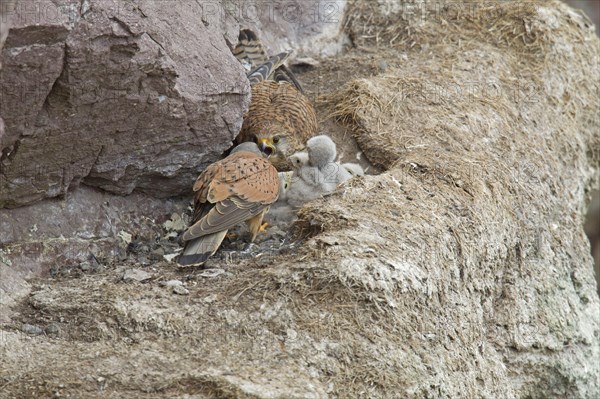 Common common kestrel