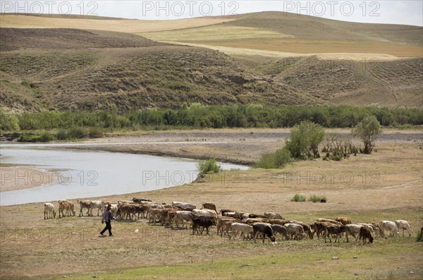 Cattle farming