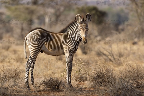 Grevy's grevy's zebra