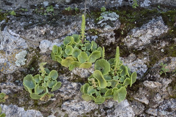 Navelwort