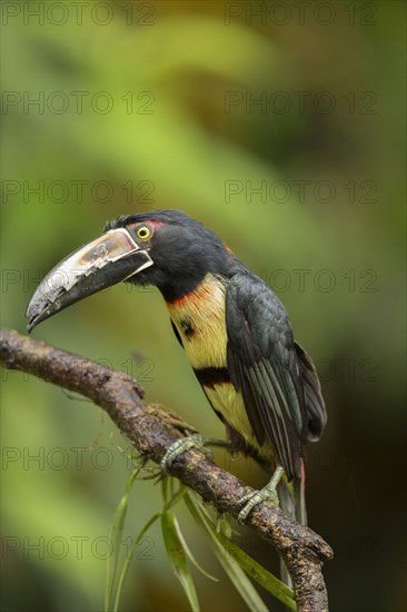 Collared aracaris