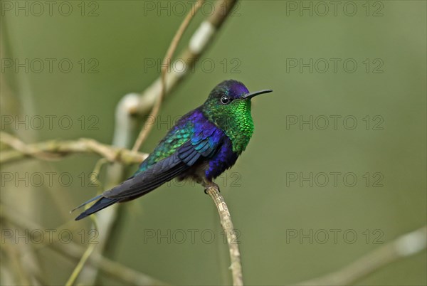 Violet-crowned Woodnymph