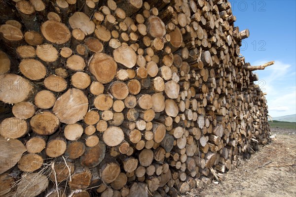 Log piles after timber industry operation near Killin