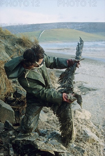 Dead oiled bird held by a person on the beach after the Braer disaster