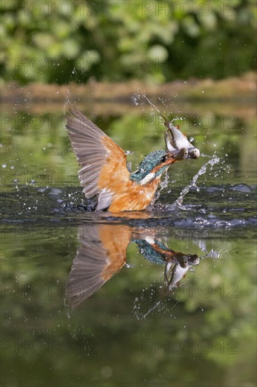 Common Kingfisher