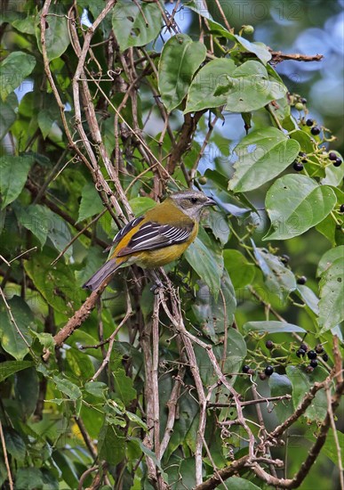 Jamaican Stripe-headed Tanager