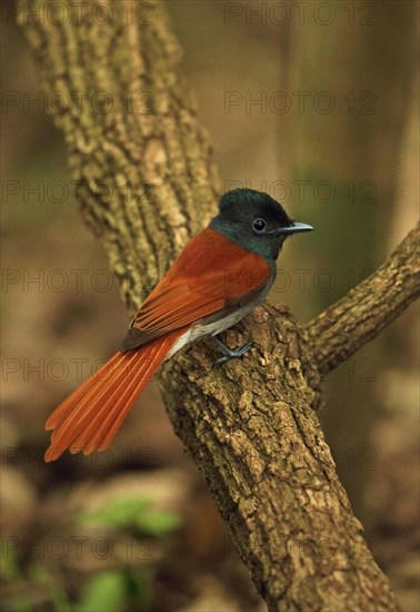 African Paradise Flycatcher