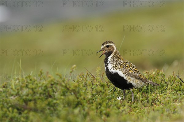 European golden plover