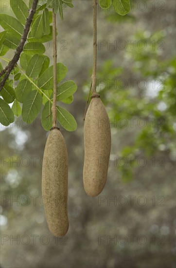 Sausage Tree