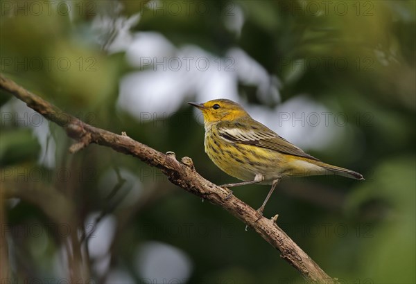 Cape May Warbler