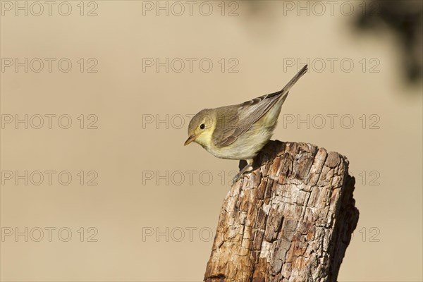 Melodious Warbler