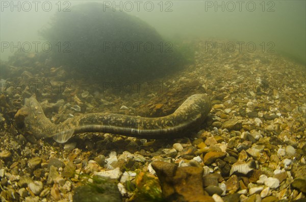 Sea Lamprey