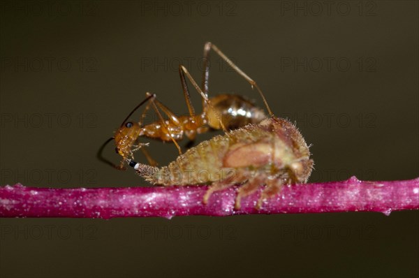 Green Weaver Ant