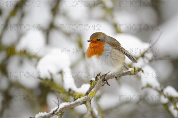 European Robin