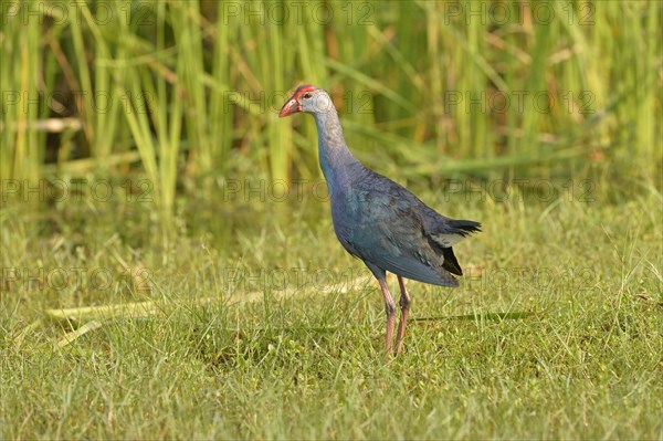 Grey-headed Swamphen