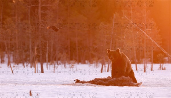 European brown bear