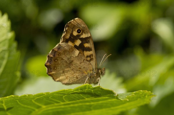 Speckled Wood