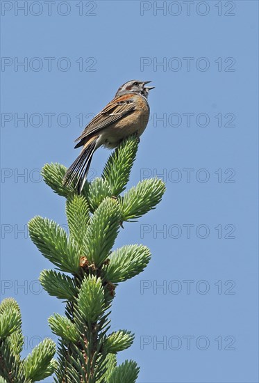 Godlewski's Bunting