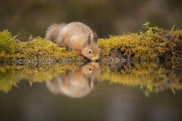 Eurasian red squirrel