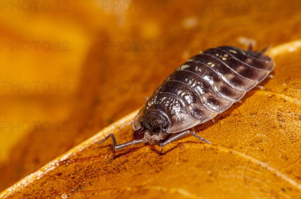 A common shiny woodlouse