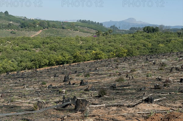 Harvested forest