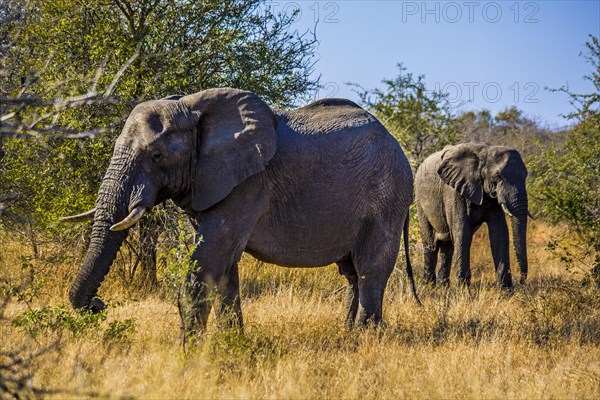 Elephantn african elephant