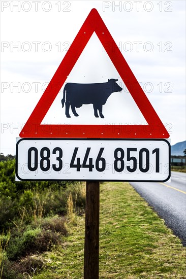 Warning sign against free-roaming cows with owner's telephone number