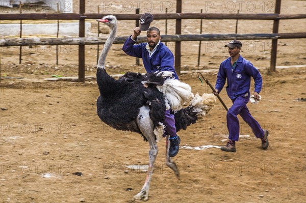 Ostrich race