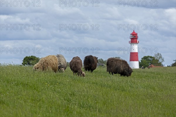 Norwegian sheep on the dike