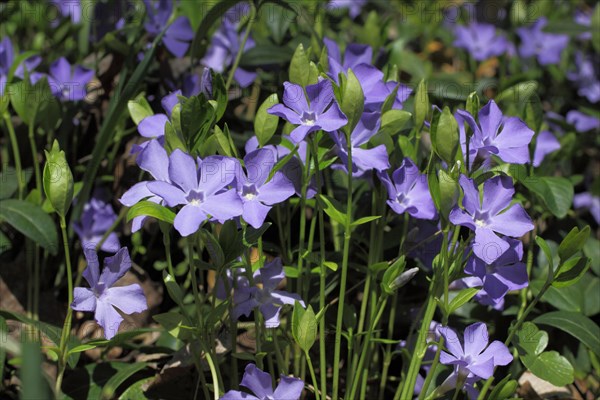 Small periwinkle