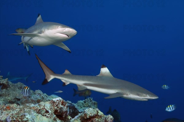 Blacktip reef sharks