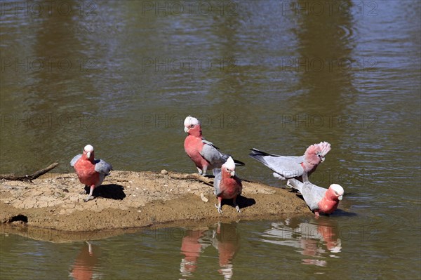 Pink Cockatoo