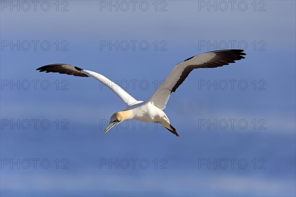 Cape Gannet