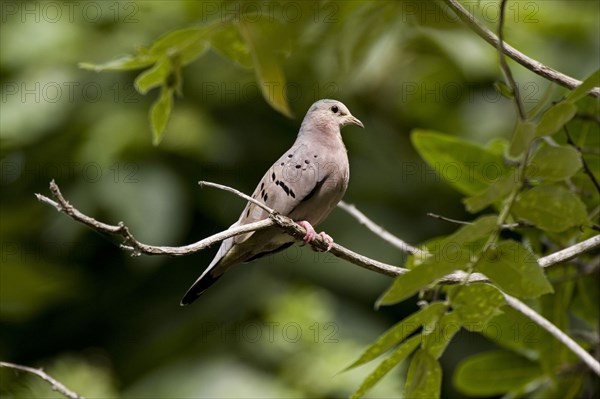 Buckley's Dove