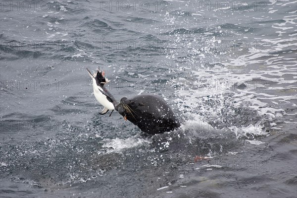 Southern south american sea lion