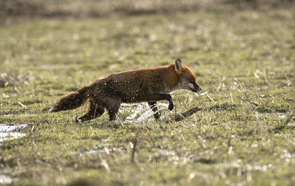 European Red Fox