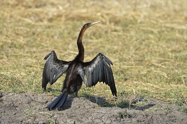 African darter