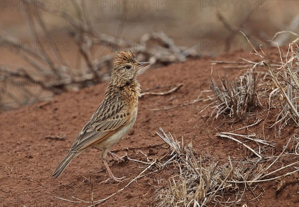 Adult red-naped lark