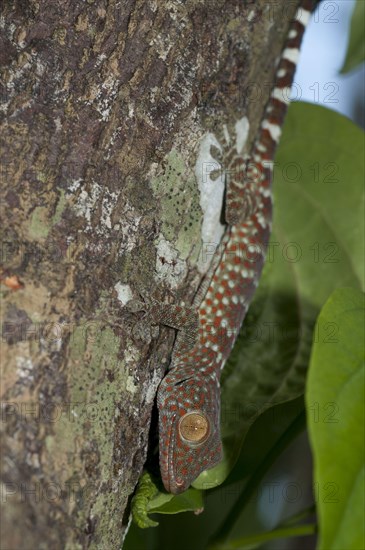 Tokay Gecko