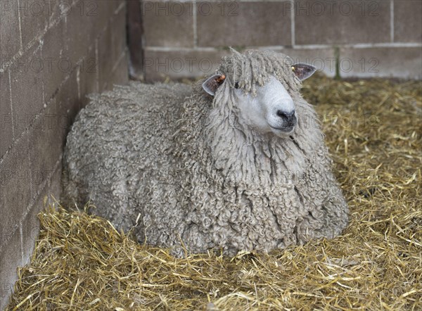 Lincoln Longwool Sheep