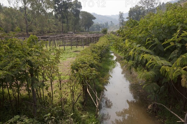 Tree nursery with fodder trees that add nitrogen to the soil