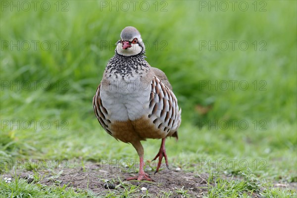 Red-legged Partridge