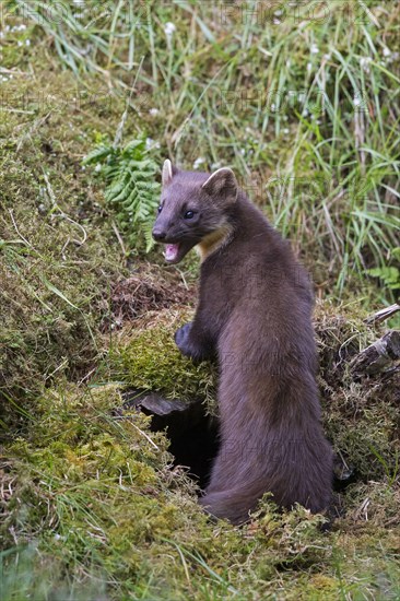 Pine Marten