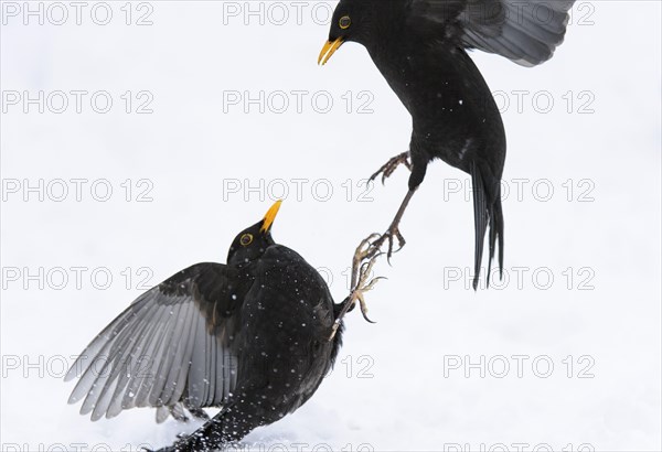 European Blackbird