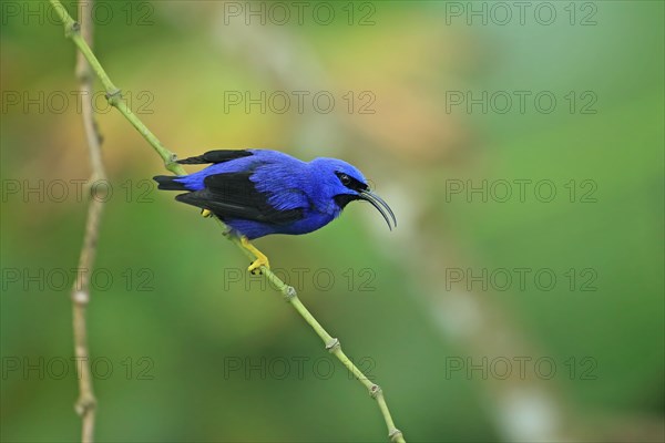 Purple honeycreeper