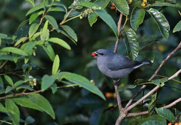 Jamaican Euphonia